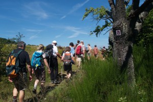 Wanderer auf der Rheingoldschleife am Ginsterstück