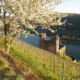 Blick auf Ruine Ehrenfels und ins Binger Loch