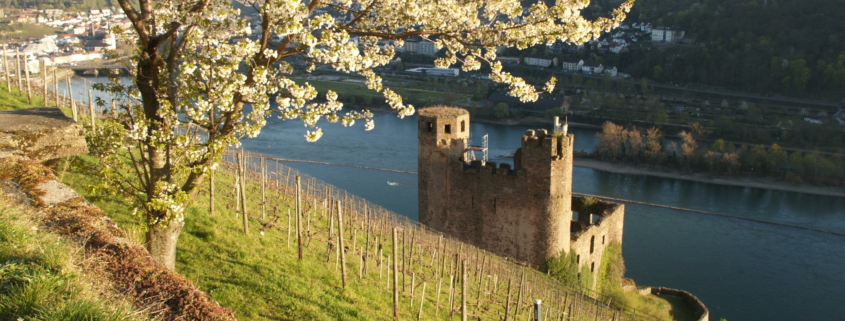 Blick auf Ruine Ehrenfels und ins Binger Loch