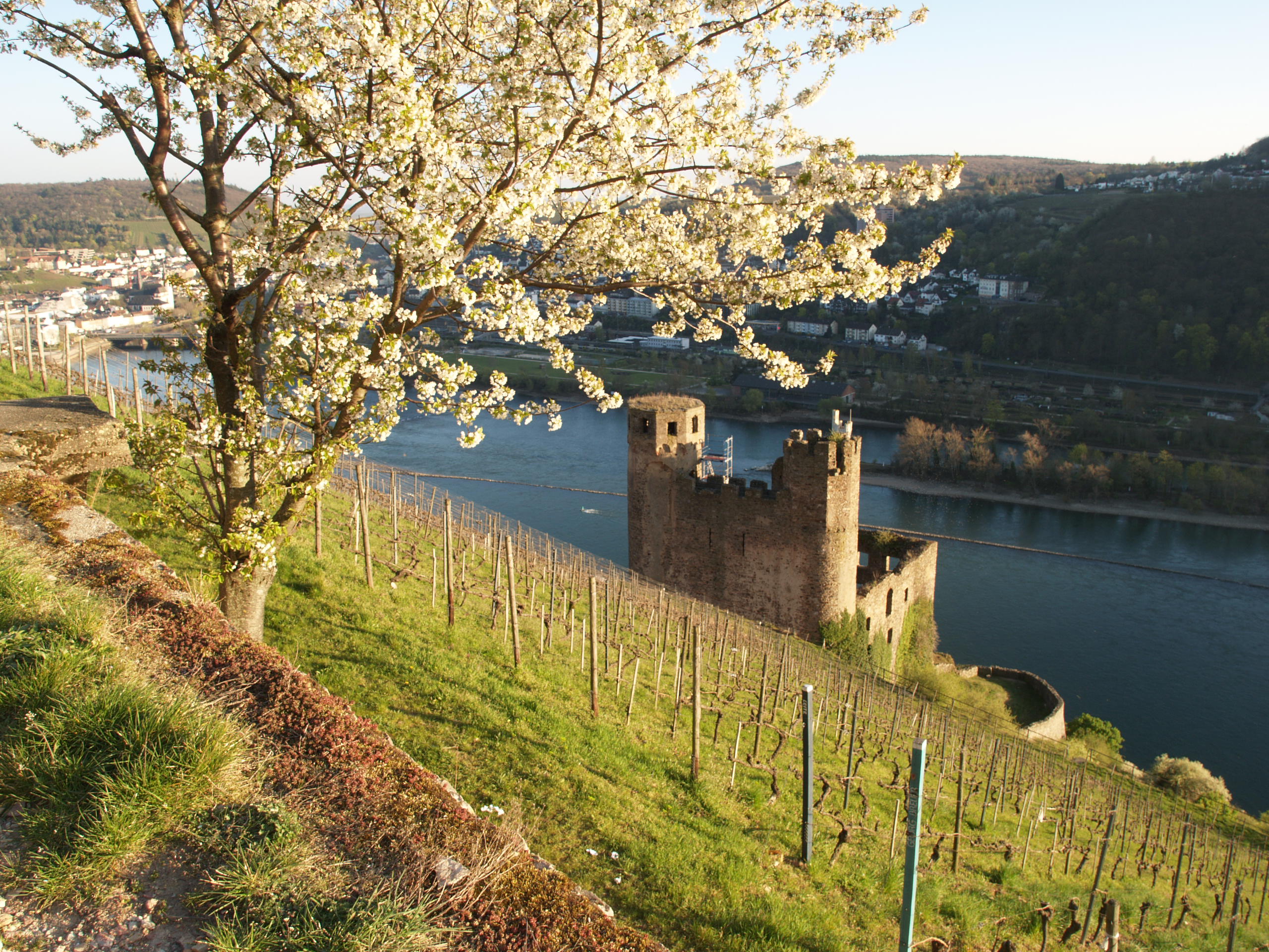 Blick auf Ruine Ehrenfels und ins Binger Loch