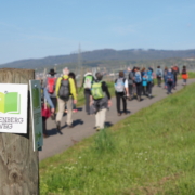 Gutenbergweg Eltville